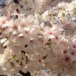 Welcome Spring Franklin TN